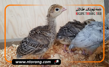 غذای جوجه بوقلمون یک روزه؛ نکات مهم تغذیه و رشد سالم